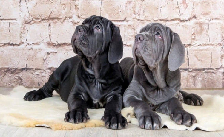 Neapolitan Mastiff